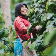 Load image into Gallery viewer, Sumatra Single Origin Arabica Coffee, Dark | Specialty Roasted Coffee - Nature Source Coffee