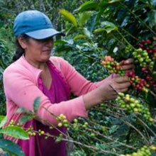 Load image into Gallery viewer, Swiss Decaf Cold Brew | Single Origin Coffee | Organic | Coarse Ground - Nature Source Coffee